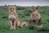 lion, Nairobi, Samburu National Park