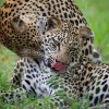 Leopard, Nairobi, lake Nakuru National Park
