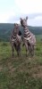 Zebra, Nairobi, Samburu National Reserve