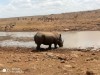 Rhino, Nairobi, Lake Nakuru National Park