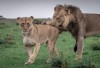 Lion, Amboseli National Park