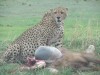 Leopard, Kampala, Serengeti National Park