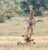 Giraffe, Nairobi, Lake Nakuru National Park