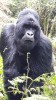 Gorilla, Kampala, Bwindi National Park