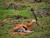 Gazelle, Nairobi, Lake Naivasha