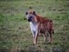 hyena, Nairobi, Lake Nakuru National Park