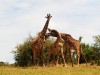 Giraffe, Kampala, Lake Mburu