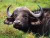 Buffalo, Nairobi, Masai Mara  Game Reserve