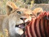 Lion, Nairobi, Masai Mara  Game Reserve