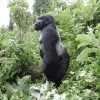Gorilla, Kampala, Bwindi National Park