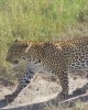 Safari in Masai Mara