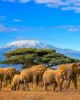 Safari in Tsavo East