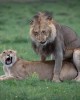 Safari in Tsavo west