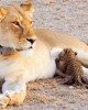 Safari in Samburu Reserve