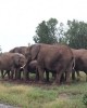 Safari in Nairobi