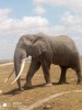 Elephants, Nairobi, Maasai Mara