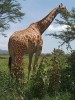 Lion, Nairobi, Lake Nakuru