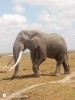 elephant, Masai Mara, Masai mara Game Reserve