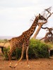 Giraffe, Nairobi, Tsavo west National Park