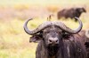 Buffallo, Nairobi, Lake Nakuru National Park