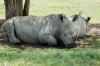 Rhino, Nairobi, Lake Nakuru National Park