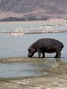 Hippotamus, Nairobi, Lake Naivasha