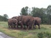 Elephants, Nairobi, Serengeti National Park