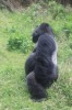 Gorilla, Kampala, Mgahinga National Park