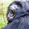 Gorilla, Kampala, Bwindi National Park