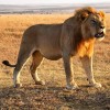 Lion, Kampala, Queen Elizabeth National Park
