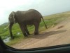 Elephant, Nairobi, Masai Mara National Reserve