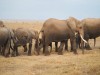 Elephant, Mombasa, Tsavo west National Park