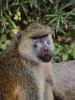 Baboon, Mombasa, Amboseli National Park