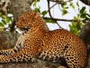 leopard, Nairobi, Masai Mara Game Reserve