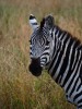 Zebra, Nairobi, Lake Nakuru National Park