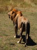 Lion, Kampala, kibale