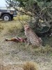 leopard, Kampala, queen Elizabeth National Park