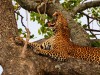 Leopard, Kampala, Queen Elizabeth National Park