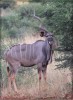 kudu, Nairobi, Samburu National Reserve