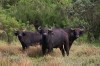 African Buffalos, Nairobi, Lake Nakuru