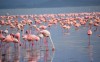 Flamingo, lake nakuru, Lake Nakuru