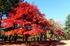 Autumn @ nami nara, Chuncheon, Nami island