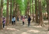 Spring @ nami nara, Chuncheon, Nami island