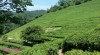 Tea plantation, Jeonju, Boseong