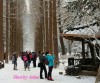 Winter @ nami nara, Chuncheon, Nami island