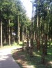 forest path, Jeju