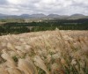 silver grass, Jeju