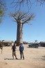 Sacred baobab, Morondava, Avenue of baobabs