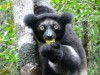 Indri indri, Antananarivo, Ampefy