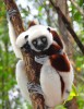 Contact with lemurs, In the park